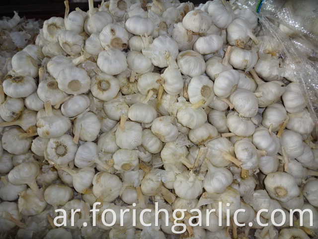 New Crop Pure White Garlic